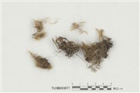 藏品(粗齒雉尾苔)的圖片